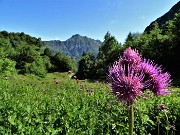 20 Fiori di cardo (Carduus crispus o Cirsium montanum) nel valloncello di salita ai Piani di Bobbio